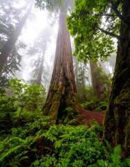 Majestic redwood forest bathed in morning mist