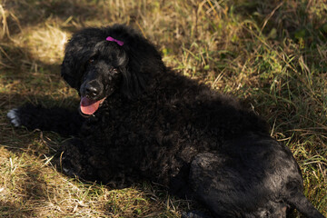 Curly-haired black dog relaxing on grass outdoors in sunlight