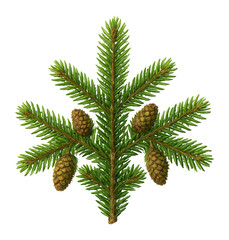 Spruce branch with multiple small cones