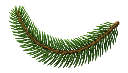 Spruce branch with a curved shape