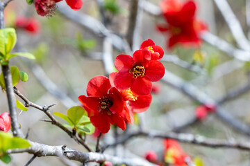 Japanese quince flowers blooming neatly in the forest.