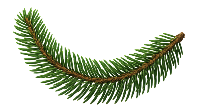 Spruce branch with a curved shape