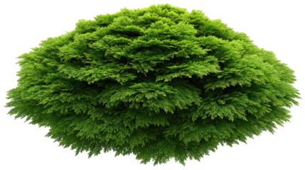 Lush Green Bush with Vibrant Foliage Isolated on Transparent Background
