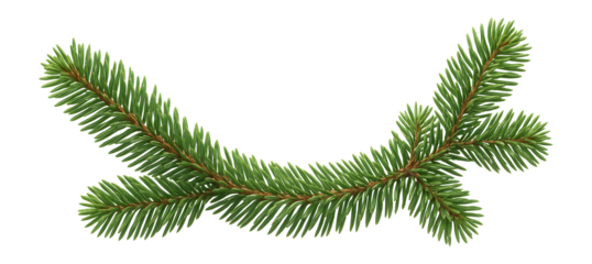 Spruce branch with a gentle curve
