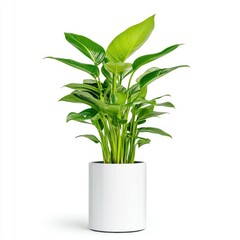 Fototapeta premium Indoor plant growth home environment photography lush greenery eye-level view nature's calmness