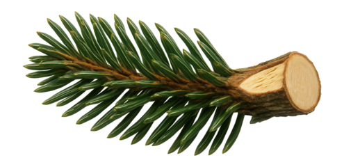 Spruce branch with a single split