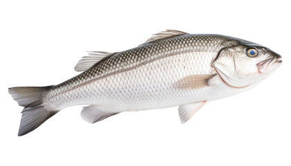 PNG Seabass fish seafood animal