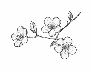 Cherry blossom sketch hand drawn in doodle style illustration