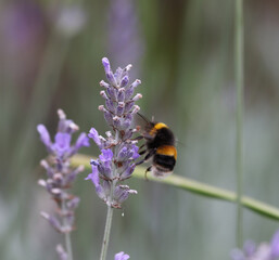 bee on a flower