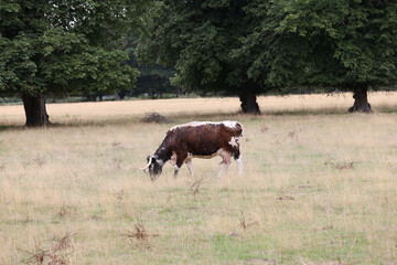 cows in a field 