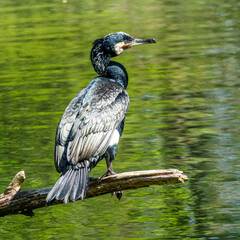 The great cormorant, Phalacrocorax carbo sitting on a branch