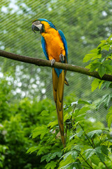 The Blue-and-yellow Macaw, Ara ararauna is a large South American parrot
