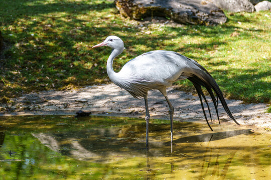 The Blue Crane, Grus paradisea, is an endangered bird