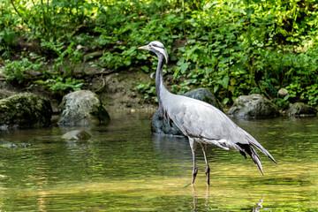 Demoiselle Crane, Anthropoides virgo are living in the bright green meadow during the day time
