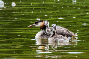 Family of Great Crested Grebe, Podiceps cristatus with beautiful orange colors, a water bird with red eyes.