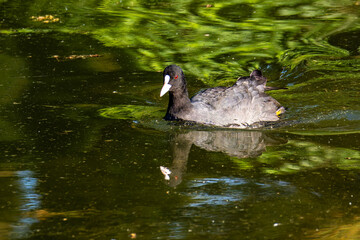 The Eurasian coot, Fulica atra swimming on the Kleinhesseloher Lake at Munich, Germany