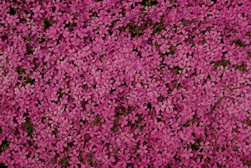 Natural background of blooming pink flowers