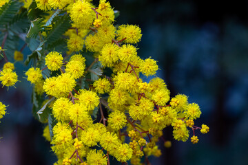 Yellow mimosa flowers that signal the arrival of spring.