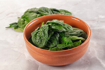 Raw green baby spinach plant