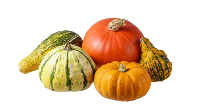 Different variety of fresh harvesting edible raw pumpkin isolated on white background. Seasonal ripe autumn vegetable.