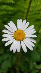 Obraz premium A macro shot of a white daisy against a background of green fern leaves. Flower botany, a medical plant.