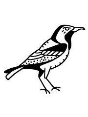 A hand drawn bird illustration