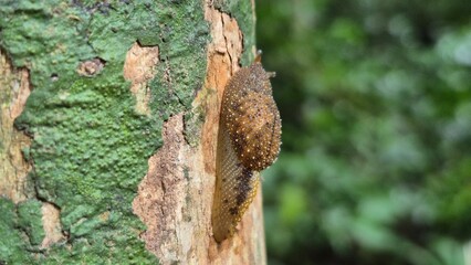 close up of a tree trunk