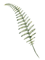 Watercolor illustration of green Fern leaf. Drawing of isolated botanical element for forest projects, seasonal compositions, or rustic natural designs. Art of woodland plant for natural projects