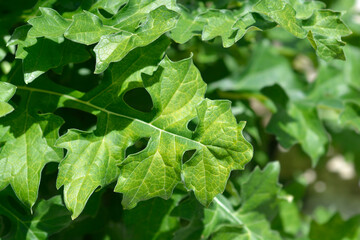 Balkan bears breeches leaves - Latin name - Acanthus hungaricus