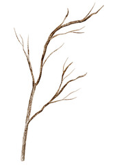 Dry leafless branch painted by watercolor. Illustration of autumn twig of tree for fall rustic seasonal design. Art of trunk on isolated background. Sketch for ecology projects and cliparts