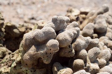 Close-up of dry coral rock texture on the beach, showing natural marine patterns and details. Suitable for backgrounds, nature concepts, ocean life, and environmental themes.