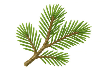 Vibrant green fir branch with detailed illustration, isolated on transparent background, ideal for nature-inspired artwork