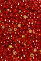 A macro shot shows a full-frame close-up of a mix of fresh red and white currants, creating a vibrant, detailed background