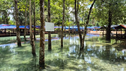 reflection of trees in water