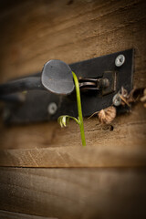 fresh green shoot on wooden background