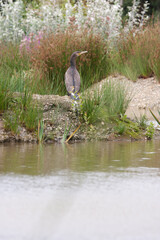 great blue heron in the water