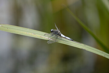 dragonfly on a leaf