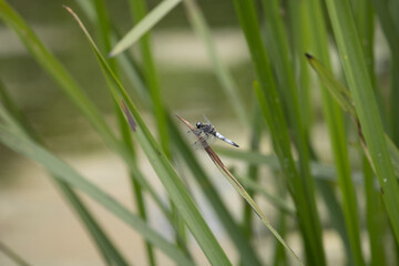 dragonfly on leaf