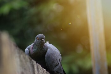 pigeon, bird, eyes, look, sharp
