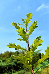 Branch and green leaves of Quercus bicolor against a blue sky