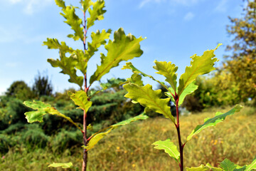 Branch and green leaves of Quercus bicolor against a blue sky