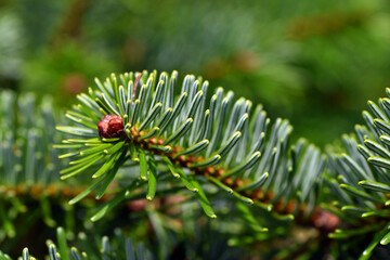 Detail of the green leaves of Abies magnifica