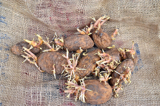 Toxic potato sprouts due to the alkaloid solanine