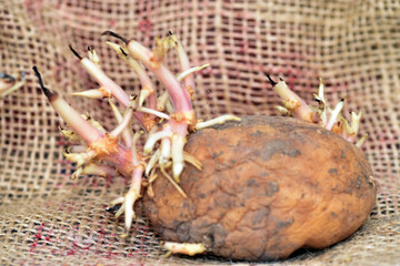 Toxic potato sprouts due to the alkaloid solanine