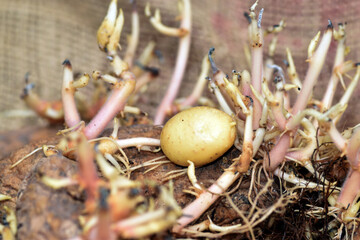 Toxic potato sprouts due to the alkaloid solanine