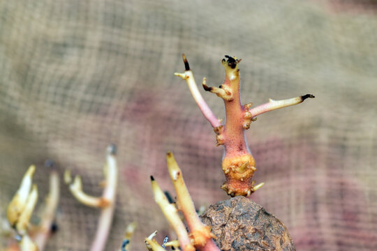 Toxic potato sprouts due to the alkaloid solanine