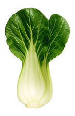 Slice of crisp bok choy with visible texture