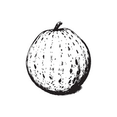 Cantaloupe Vector (2).eps