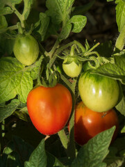 Ripening Tomatoes on the Vine in Sunlight