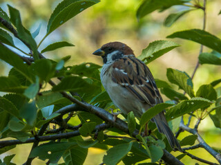 A Detailed Close-Up of a House Sparrow.